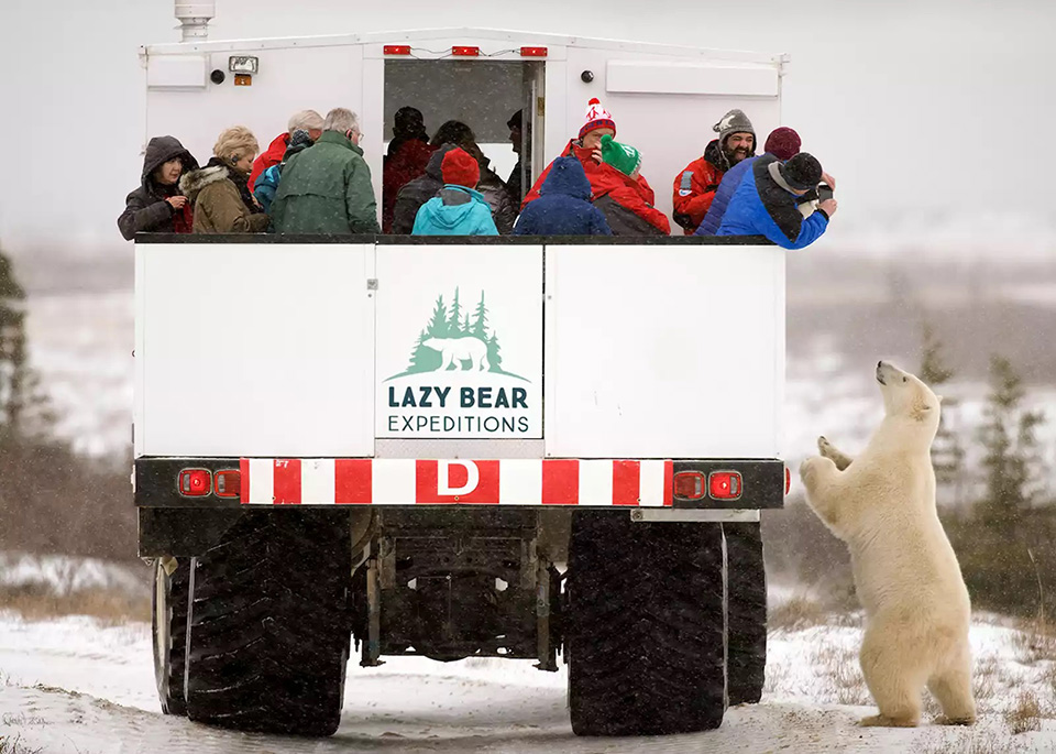 Chuyến xe ngắm Gấu Bắc Cực ở Churchill - Nguồn: audleytravel.com